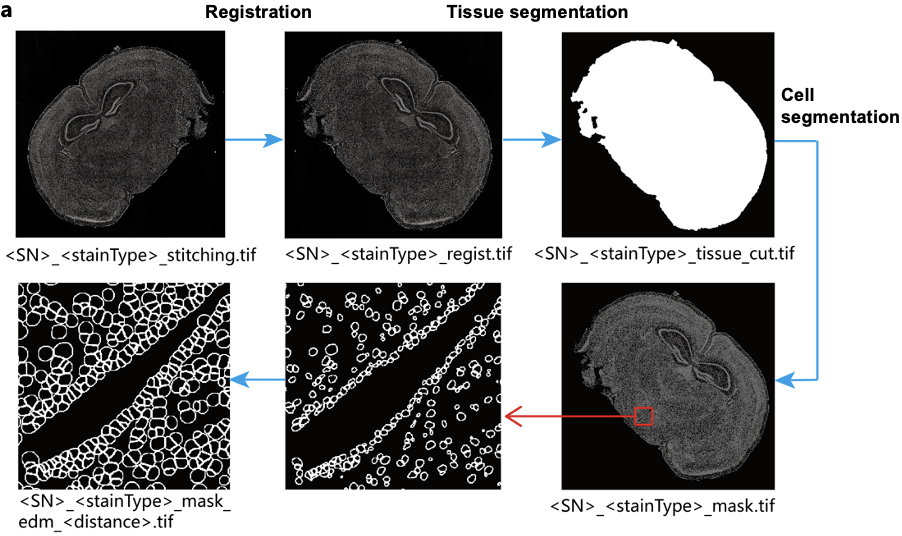 Figure 6 Image processing stages and outputs illustrated with mouse brain tissue